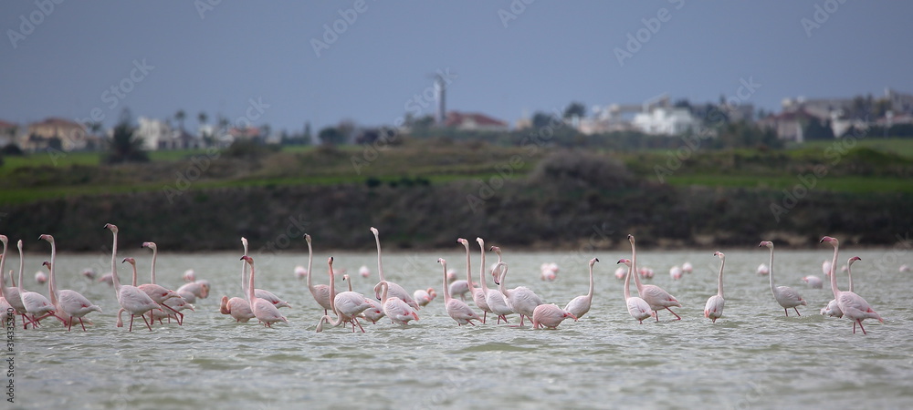 Naklejka premium Flamingos in salt lake nearby Larnaca, Cyprus