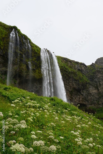 200 Foot waterfall in Iceland just Behind the winter flowers and shrubs