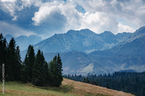 Forested mountain slope in low lying cloud with the evergreen © YURII Seleznov