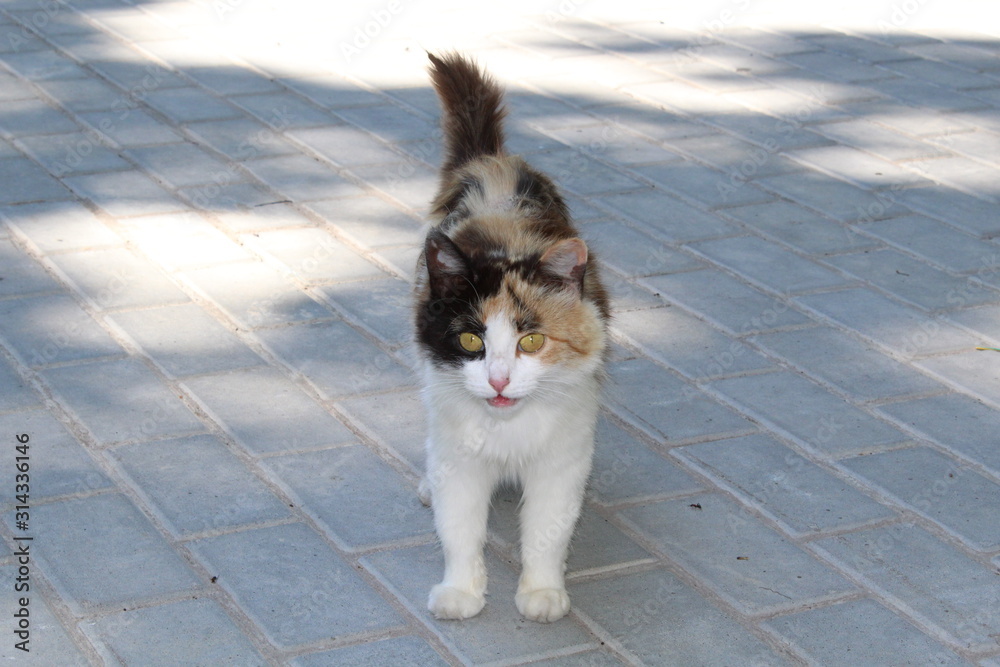 Beautiful calico cat on a tile on the street
