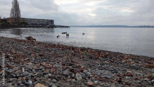 Bunch of ducks exploring the rocky beach of Lake Washingon in Kirkland on an overcast day photo