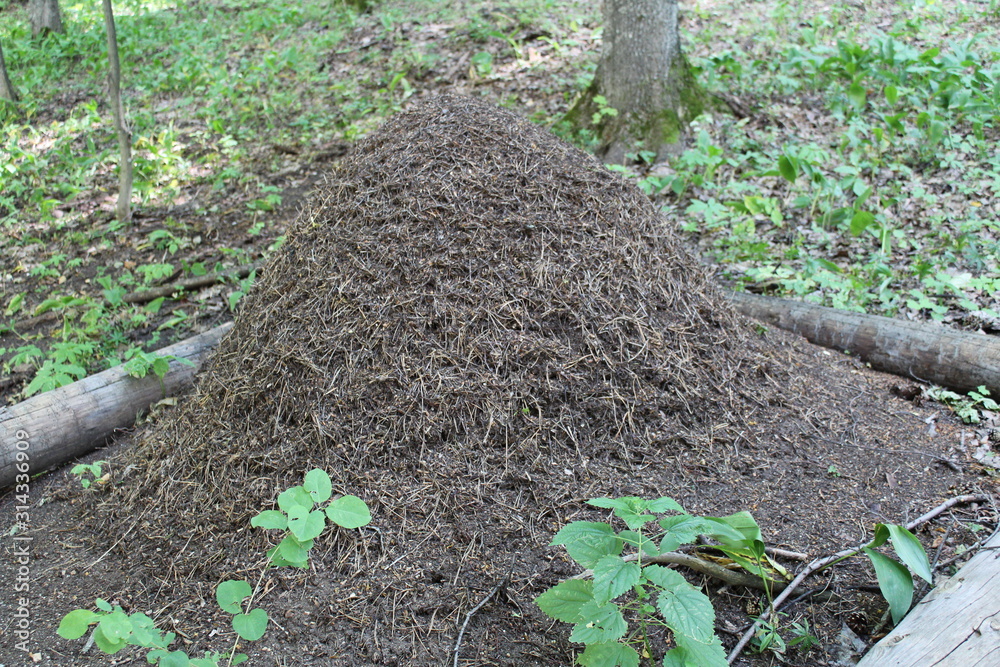 Foto de Big anthill with colony of ants in forest. Ants on the ant hill