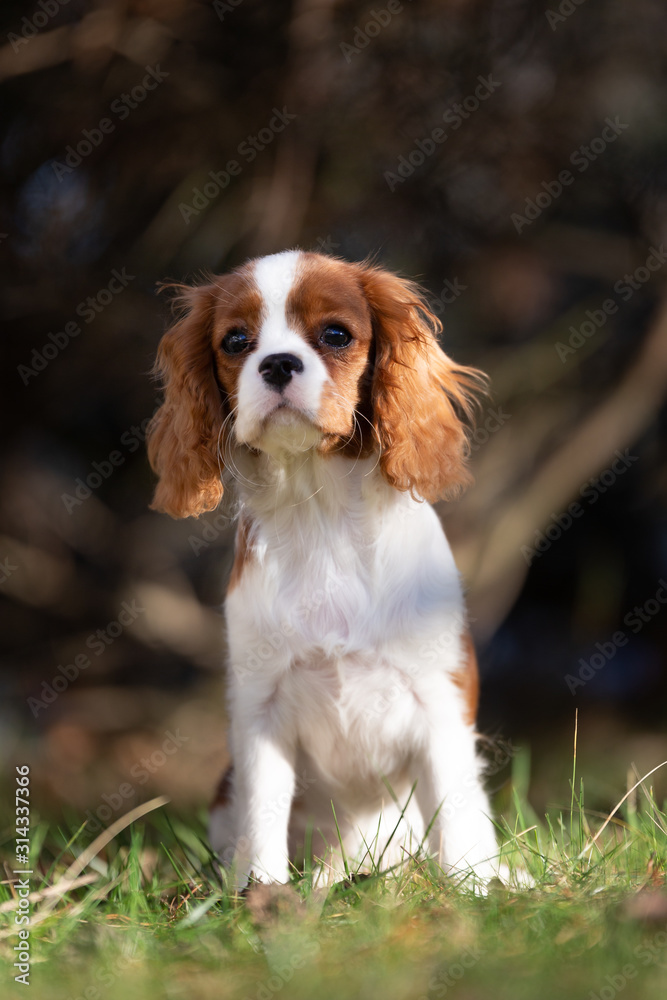 Süßer Cavalier King Charles Spaniel Welpe - Hund