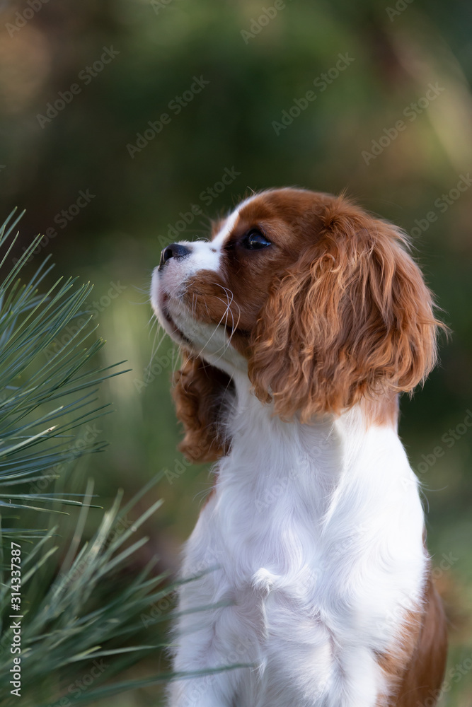 Süßer Cavalier King Charles Spaniel Welpe - Hund Stock Photo | Adobe Stock