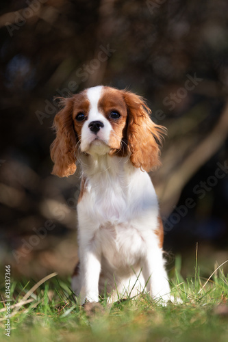 Süßer Cavalier King Charles Spaniel Welpe - Hund