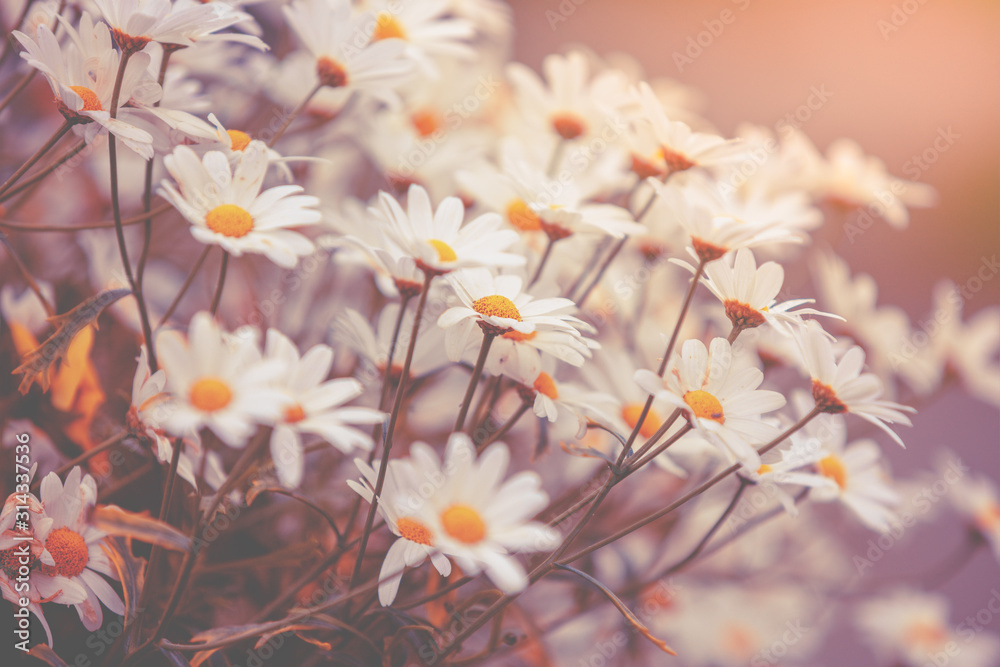 Vintage chamomile flowers. Beautiful nature flowers background. Spring nature background, top view