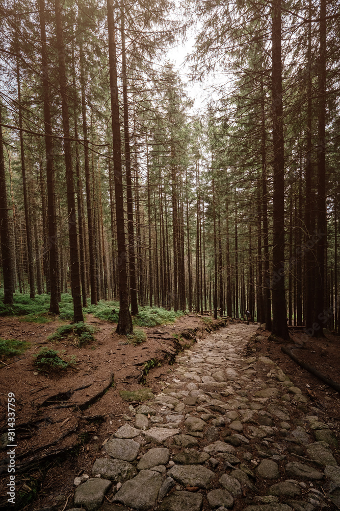 Naklejka premium stone road in a coniferous forest in the mountains