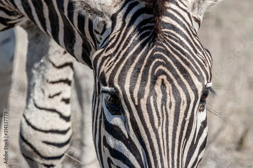 Ein Zebra close up