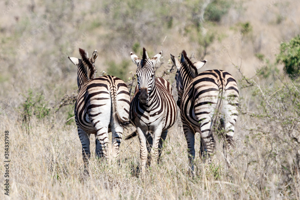 Obraz premium Drei Zebras nebeneinander, eins von vorn, zwei von hinten