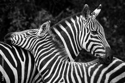 Two crossed zebras in black and white in Kenya  Africa  Tsavo East Park
