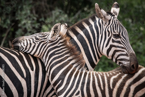 Two crossed zebras in Kenya, Tsavo East Park 