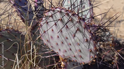 Cacti in the Arizona desert. Purple prickly pear, black spine prickly pear (Opuntia macrocentra)