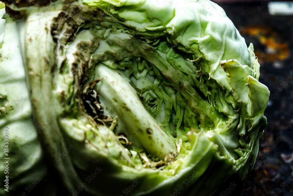 Harvest eaten rats in the cellar. Damage to the crop. Eaten cabbage