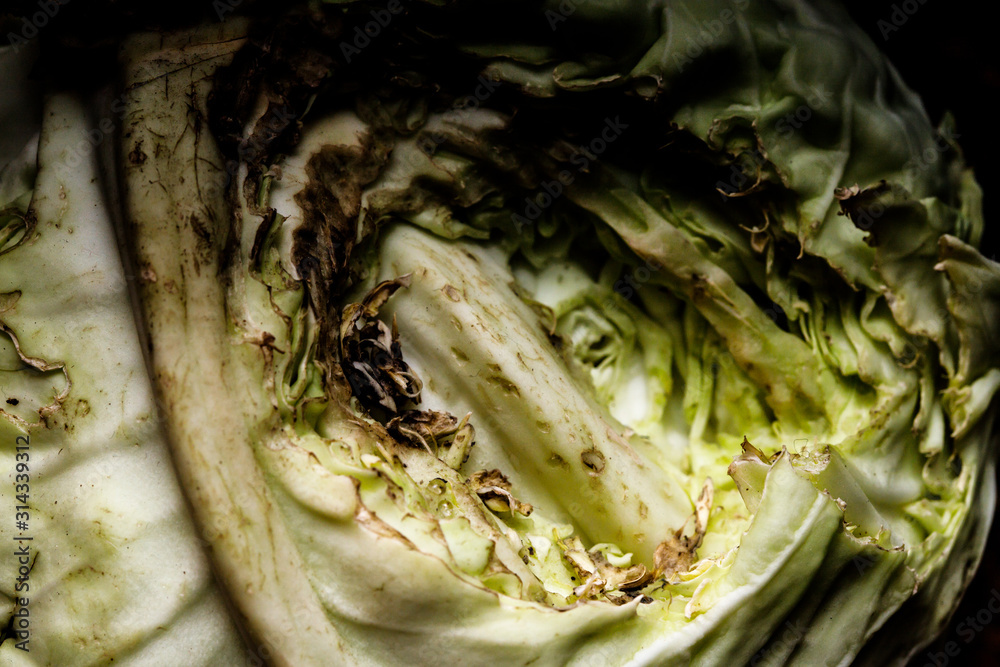 Obraz premium Harvest eaten rats in the cellar. Damage to the crop. Eaten cabbage.