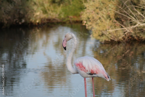 The exquisite flora and fauna in the UAE.