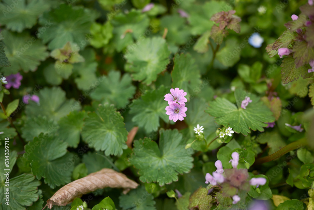 Geranium molle Geranium molle