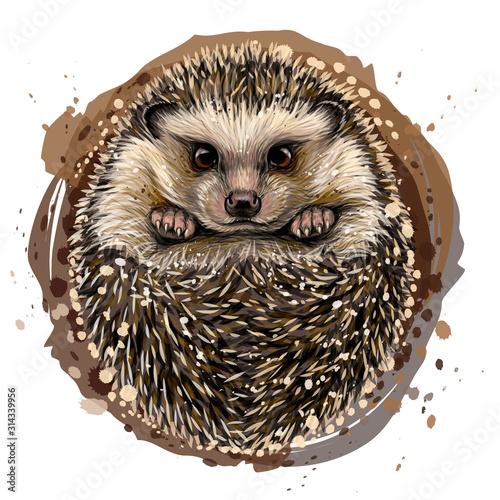 Hedgehog. Artistic, drawn, color portrait of a hedgehog in watercolor style on a white background.