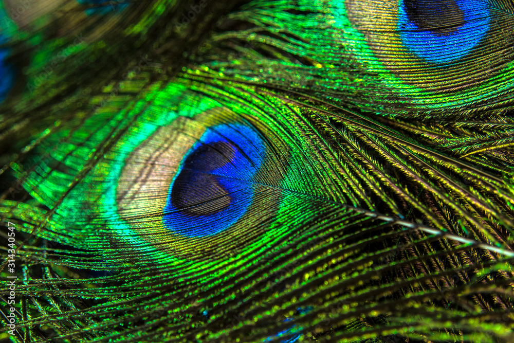 Fototapeta premium Beautiful and colorful peacock feathers in closeup
