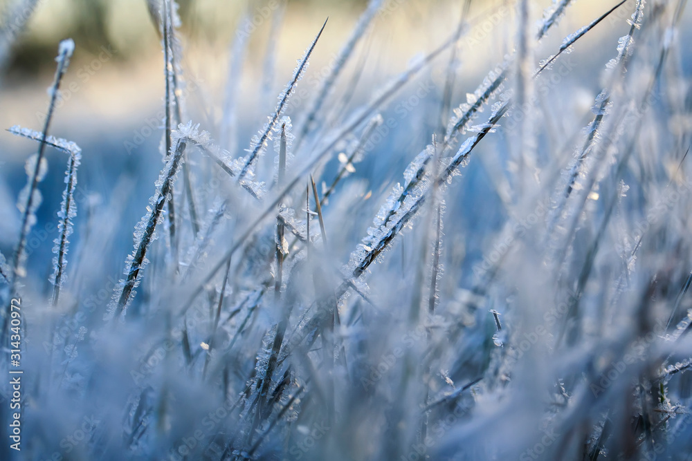 beautiful natural background with grass covered with shiny frosty ice crystals and frost in Sunny cold fresh in the morning