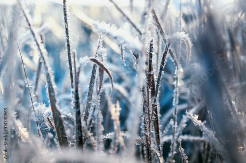 beautiful natural background with grass covered with shiny frosty ice crystals and frost in a Sunny cold morning