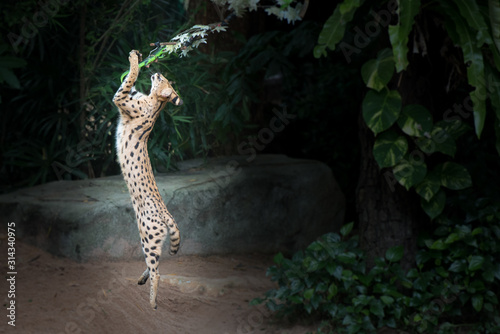 Obraz na plátně Ocelot small wild cat jumping from ground  to catch food.