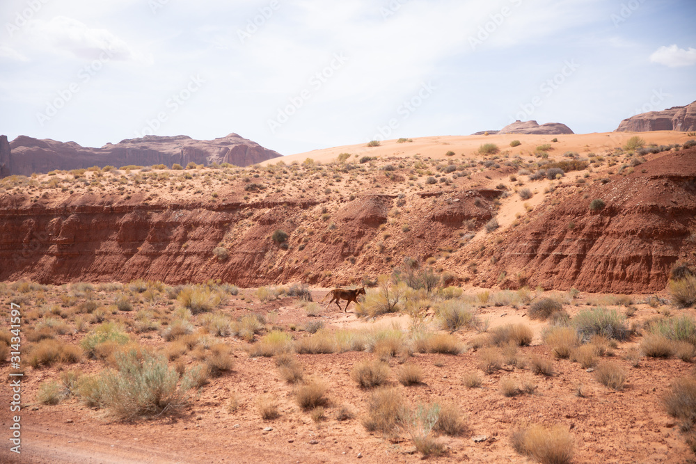 Cheval sauvage dans Monument Valley