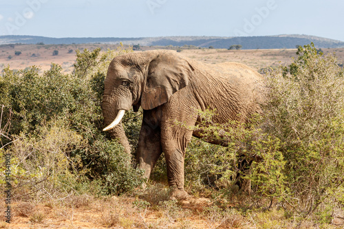 Elefantenbulle in Totalansicht zwischen Büschen