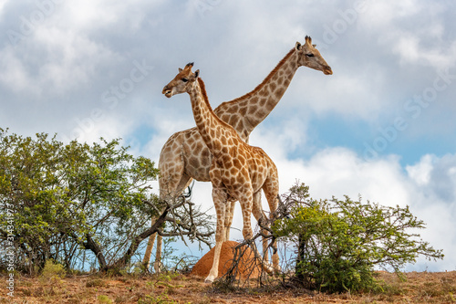 Zwei Giraffen auf H  gel mit gekreuztem Hals zwoschen B  schen