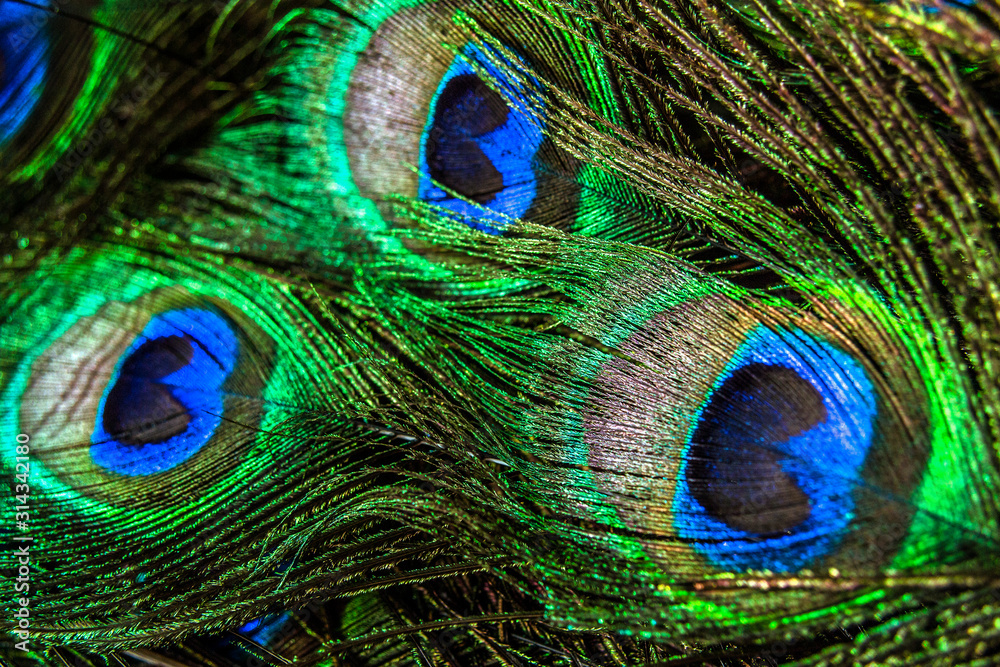 Obraz premium Beautiful and colorful peacock feathers in closeup