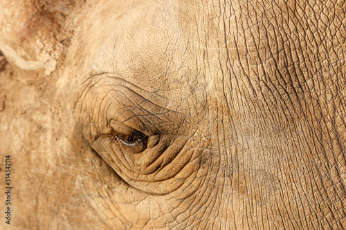 Auge eines Nashorns aus der Nähe