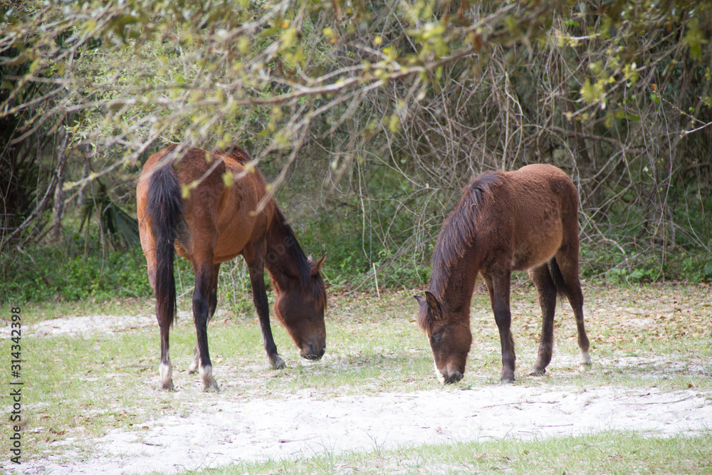 Naklejka premium wild horse