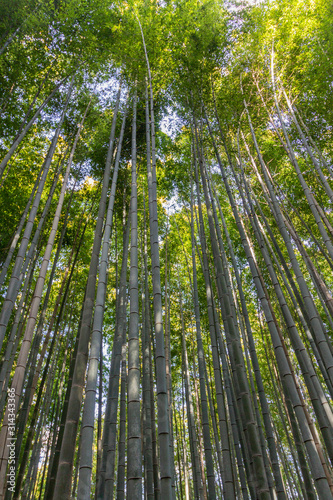 Vegetal background of the famous bamboo forest located in Arashiyama near Kyoto  Japan.