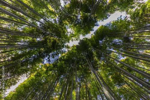 Vegetal background of the famous bamboo forest located in Arashiyama near Kyoto, Japan.