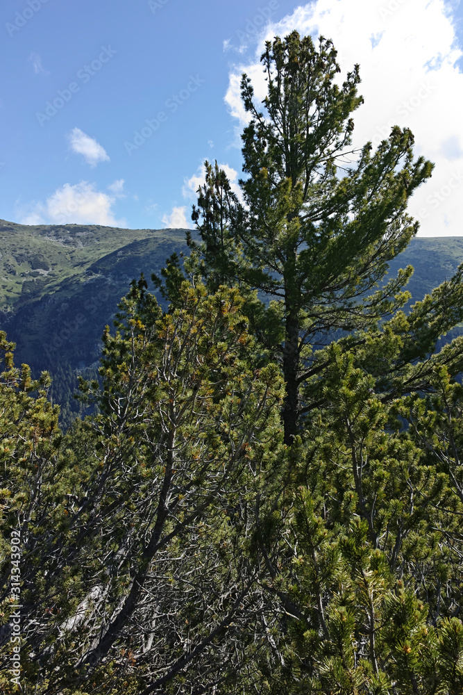 Landscape of trail for The Stinky Lake from area of Tiha Rila (Quiet Rila Landscape of trail for The Stinky Lake from area of Tiha Rila (Quiet Rila