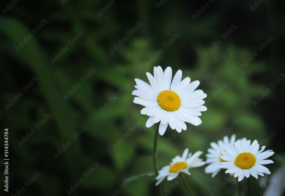 early summer. Close-up of daisy flower. green floral fresh background early summer. Close-up of daisy flower. green floral fresh background