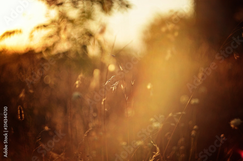 beautiful closeup of dry grass at sunset. field in the rays of the setting sun © Olga