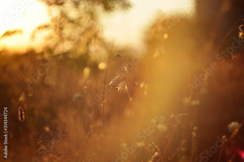 beautiful closeup of dry grass at sunset. field in the rays of the setting sun