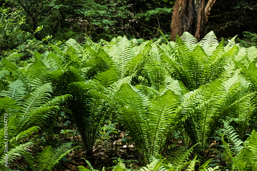 Large ferns in shady woodlands