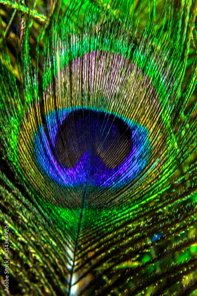 Fototapeta premium Beautiful and colorful peacock feathers in closeup