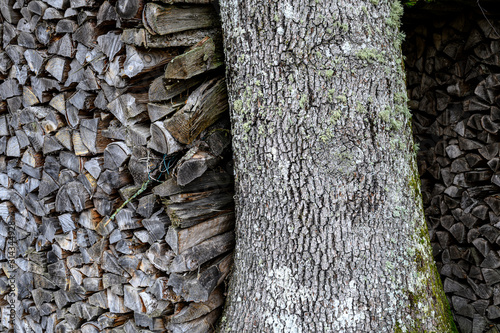 Holzstapel mit Baum im Schwarzwald