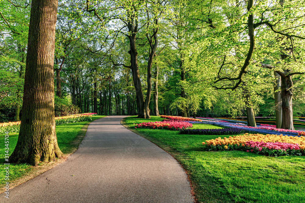Fototapeta premium Empty path in the park in spring, flowers in blossom.