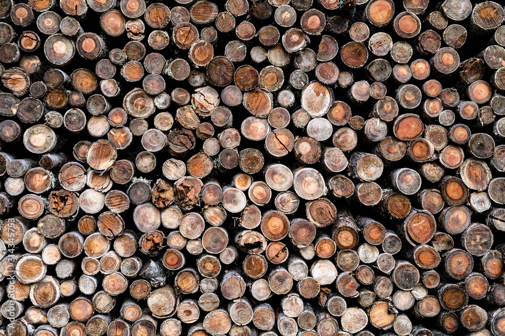 Holzstapel im Schwarzwald