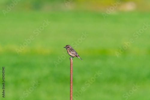 bird in grass