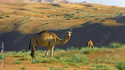 two Camels in the desert