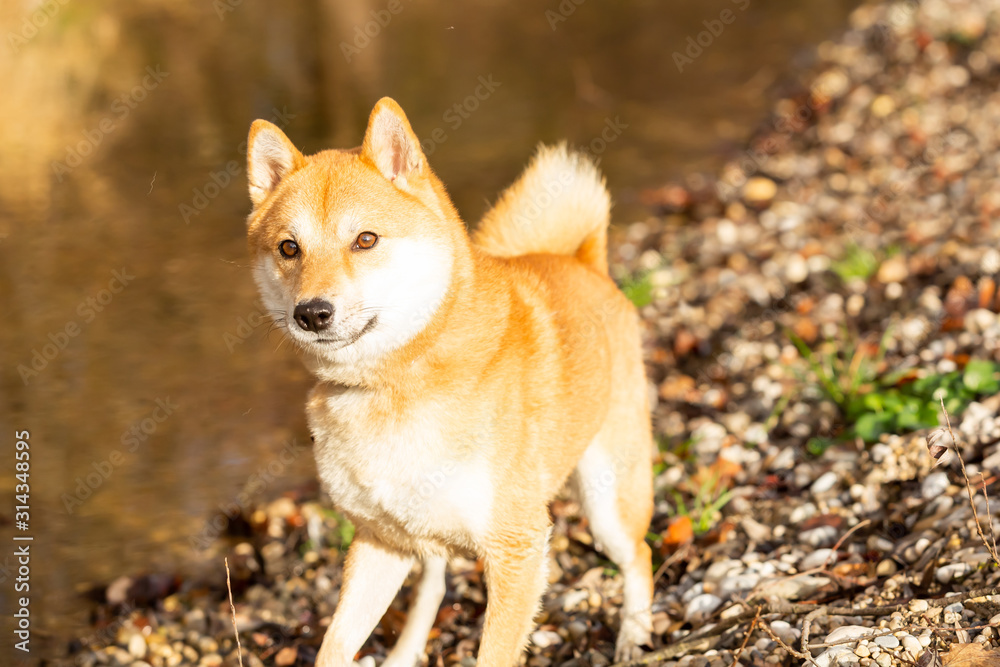 Shiba Inu dog closeup portrait outdoors Shiba Inu dog closeup portrait outdoors