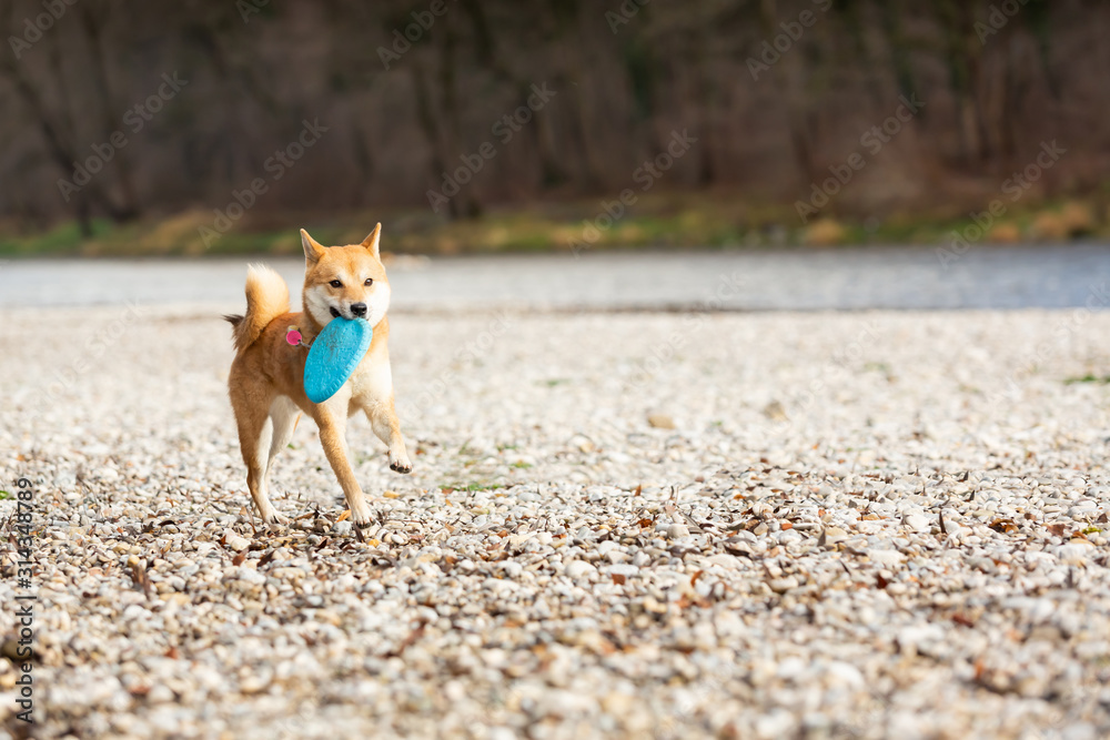 Shiba Inu dog playing with a frisbee in the park Shiba Inu dog playing with a frisbee in the park