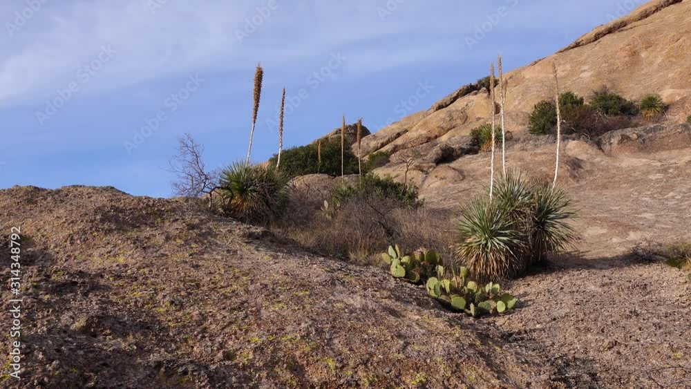 Yucca and Cacti in a Red Cliffs Mountain Landscape in Arizona, USA Yucca and Cacti in a Red Cliffs Mountain Landscape in Arizona, USA