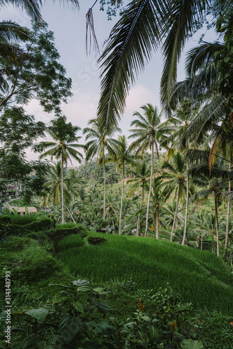 Rice terraces and palm trees at the bright day in Ubud, Bali