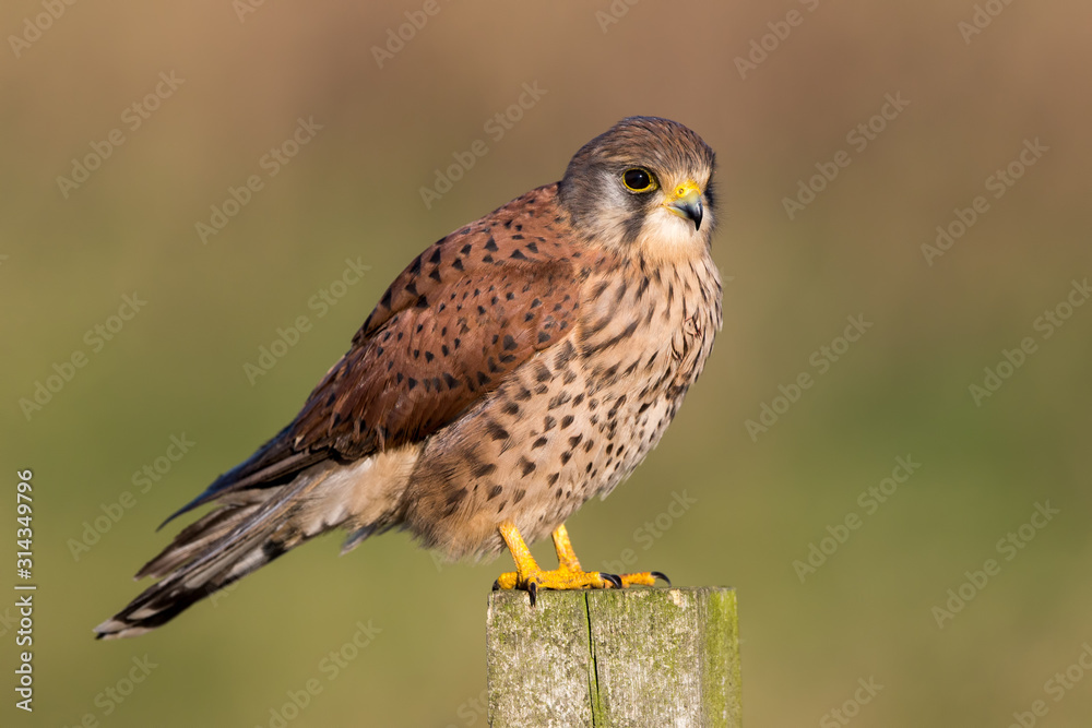 Kestrel Perched on Post Kestrel Perched on Post