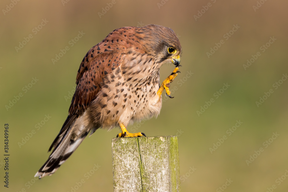Naklejka premium Kestrel Scracting and Preening